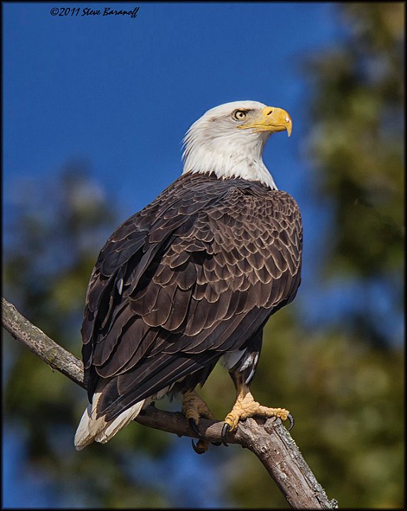 _1SB8754 american bald eagle.jpg